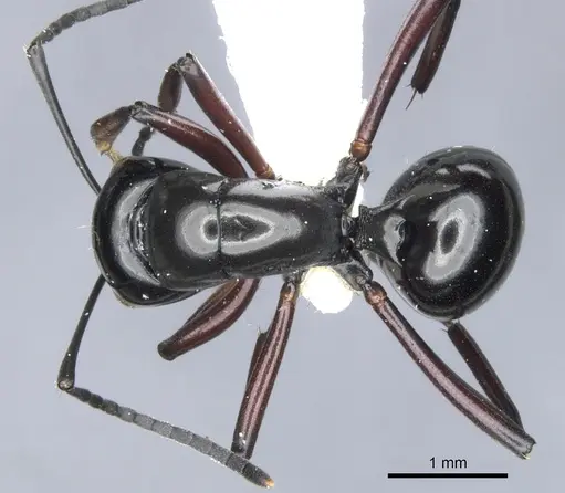 Polyrhachis lepida specimen