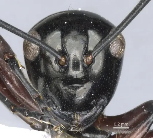 Polyrhachis lepida specimen