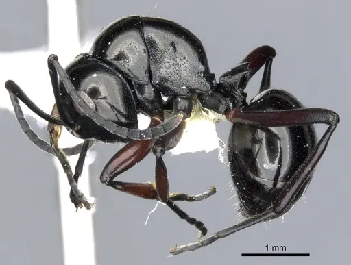 Polyrhachis lepida specimen