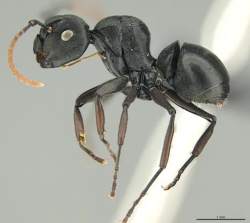 Polyrhachis lestoni specimen