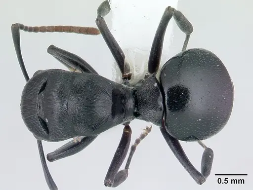 Polyrhachis lestoni - CASENT0178252