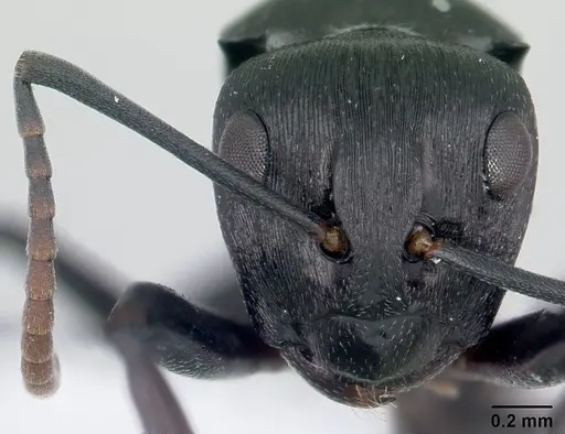 Polyrhachis lestoni - CASENT0178252