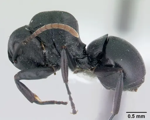 Polyrhachis lestoni - CASENT0178252