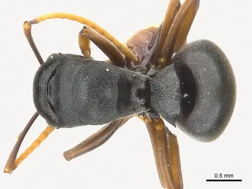 Polyrhachis lestoni - CASENT0227539
