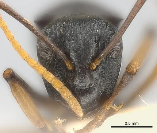 Polyrhachis lestoni - CASENT0227539