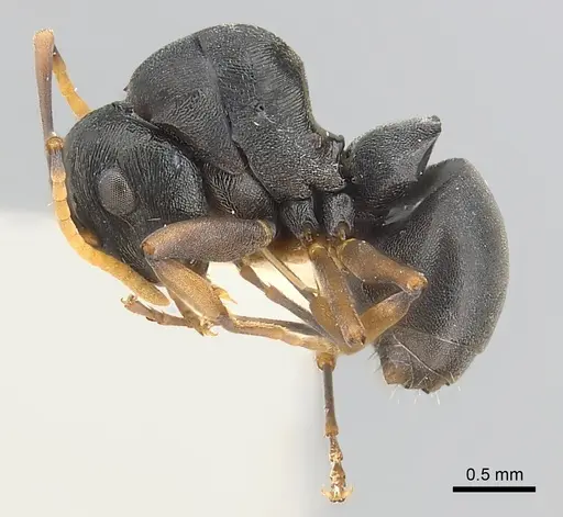 Polyrhachis lestoni - CASENT0227539