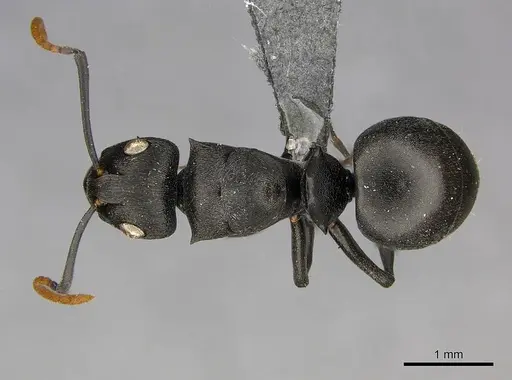 Polyrhachis lestoni - CASENT0250030