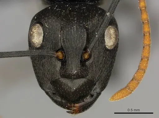 Polyrhachis lestoni - CASENT0250030