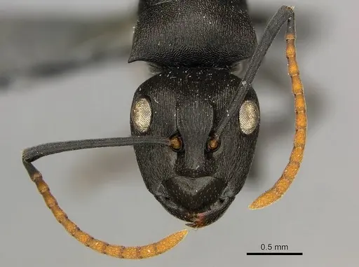Polyrhachis lestoni - CASENT0250030