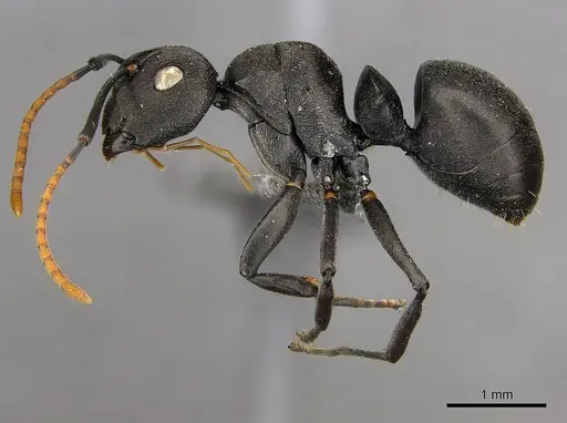 Polyrhachis lestoni - CASENT0250030
