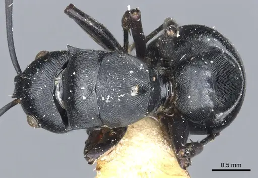 Polyrhachis lestoni - CASENT0903459