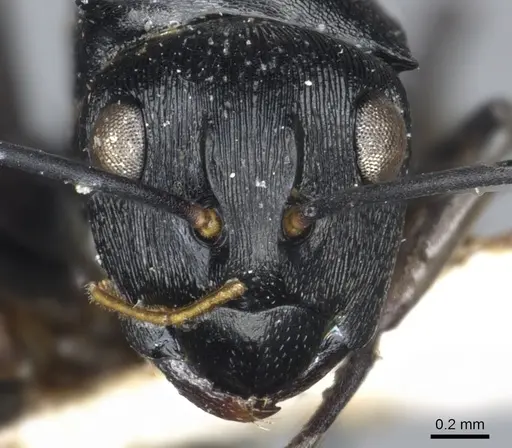 Polyrhachis lestoni - CASENT0903459