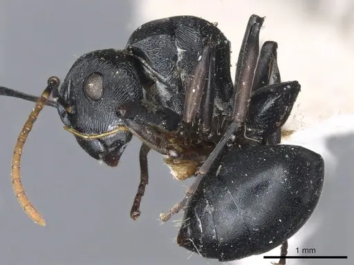 Polyrhachis lestoni - CASENT0903459