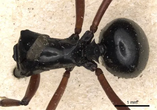 Polyrhachis levior specimen