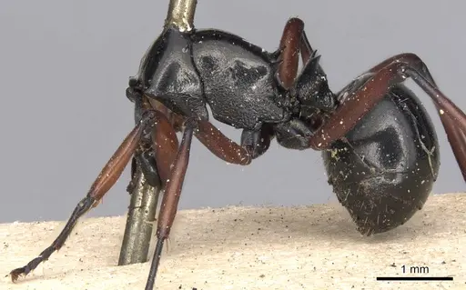 Polyrhachis levior specimen