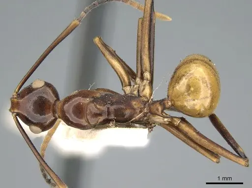 Polyrhachis leviuscula specimen