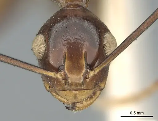 Polyrhachis leviuscula specimen