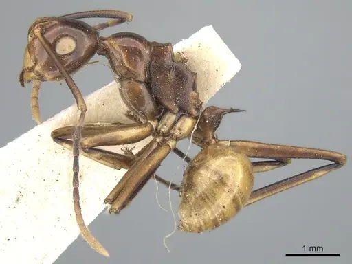 Polyrhachis leviuscula specimen