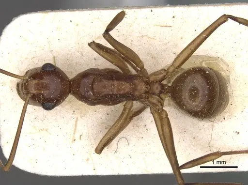 Polyrhachis leviuscula - CASENT0910788