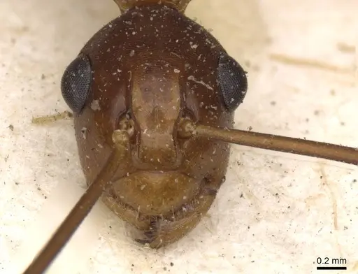 Polyrhachis leviuscula - CASENT0910788