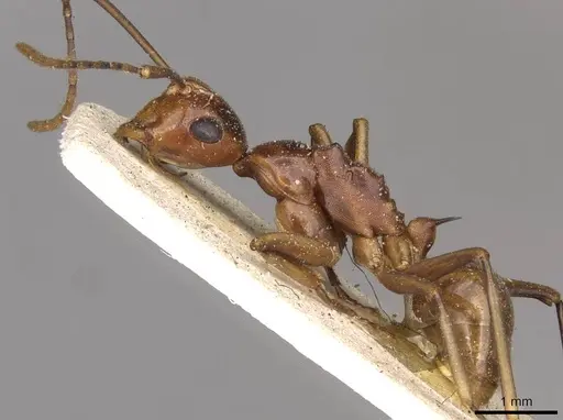 Polyrhachis leviuscula - CASENT0910788