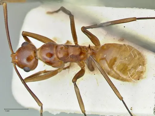 Polyrhachis leviuscula - FOCOL2554