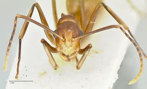 Polyrhachis leviuscula - FOCOL2554