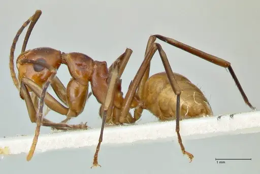 Polyrhachis leviuscula - FOCOL2554