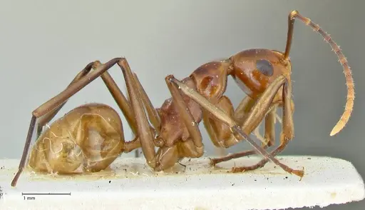 Polyrhachis leviuscula - FOCOL2554