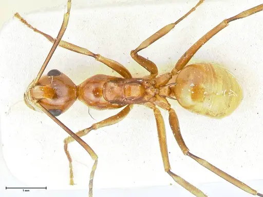 Polyrhachis leviuscula - FOCOL2555
