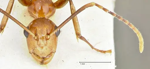 Polyrhachis leviuscula - FOCOL2555