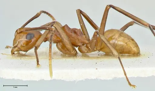 Polyrhachis leviuscula - FOCOL2555