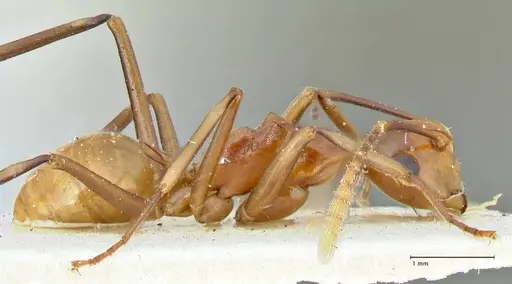 Polyrhachis leviuscula - FOCOL2555