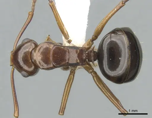 Polyrhachis lilianae specimen