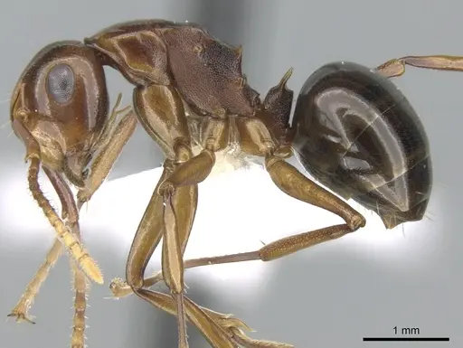 Polyrhachis lilianae specimen