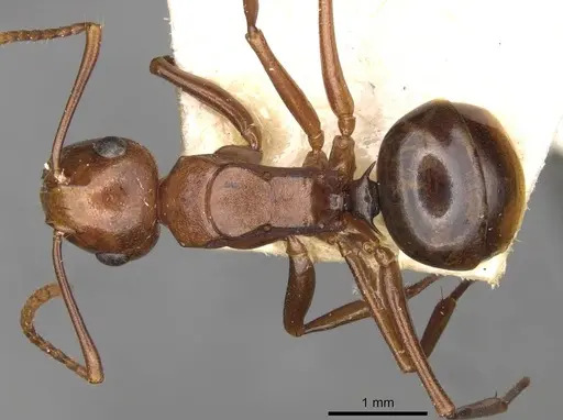 Polyrhachis lilianae - CASENT0910784