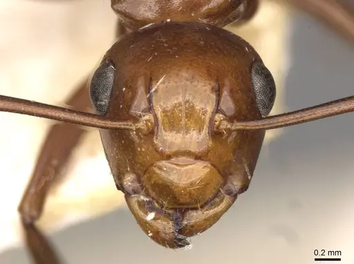 Polyrhachis lilianae - CASENT0910784
