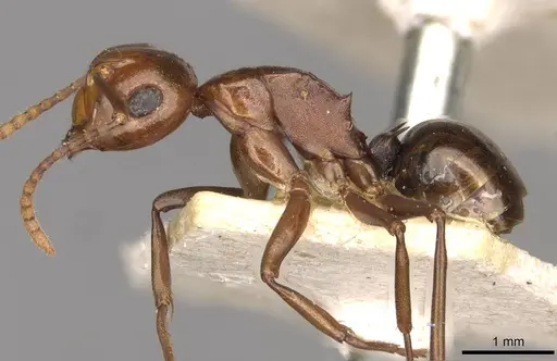 Polyrhachis lilianae - CASENT0910784