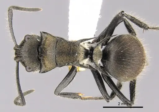 Polyrhachis limbata specimen