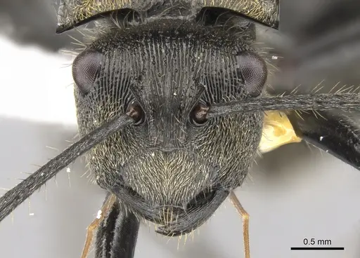 Polyrhachis limbata specimen