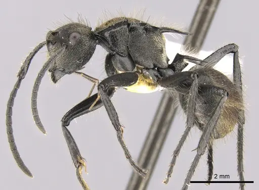 Polyrhachis limbata specimen