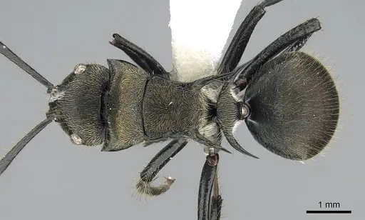 Polyrhachis limbata - CASENT0281372