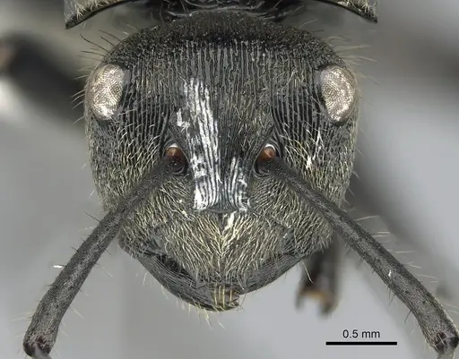 Polyrhachis limbata - CASENT0281372