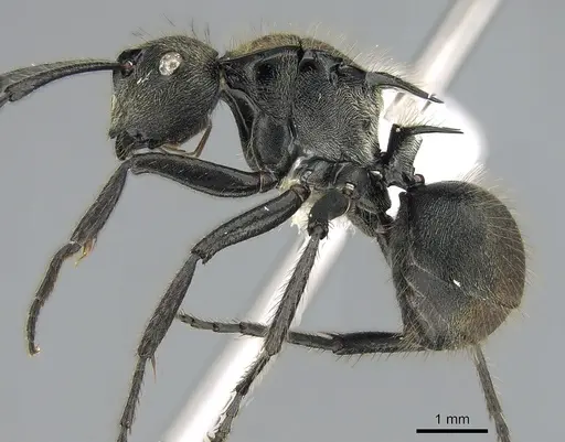 Polyrhachis limbata - CASENT0281372