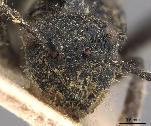 Polyrhachis limbata - CASENT0905822