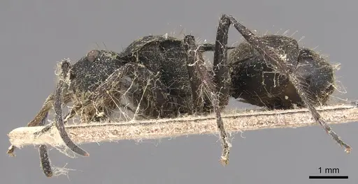 Polyrhachis limbata - CASENT0905822