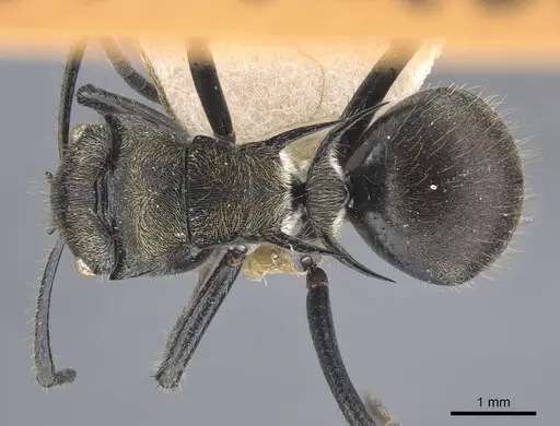 Polyrhachis limbata - CASENT0917182