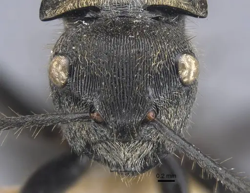 Polyrhachis limbata - CASENT0917182