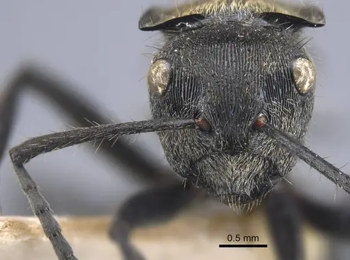 Polyrhachis limbata - CASENT0917182