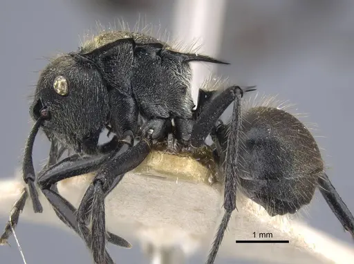 Polyrhachis limbata - CASENT0917182